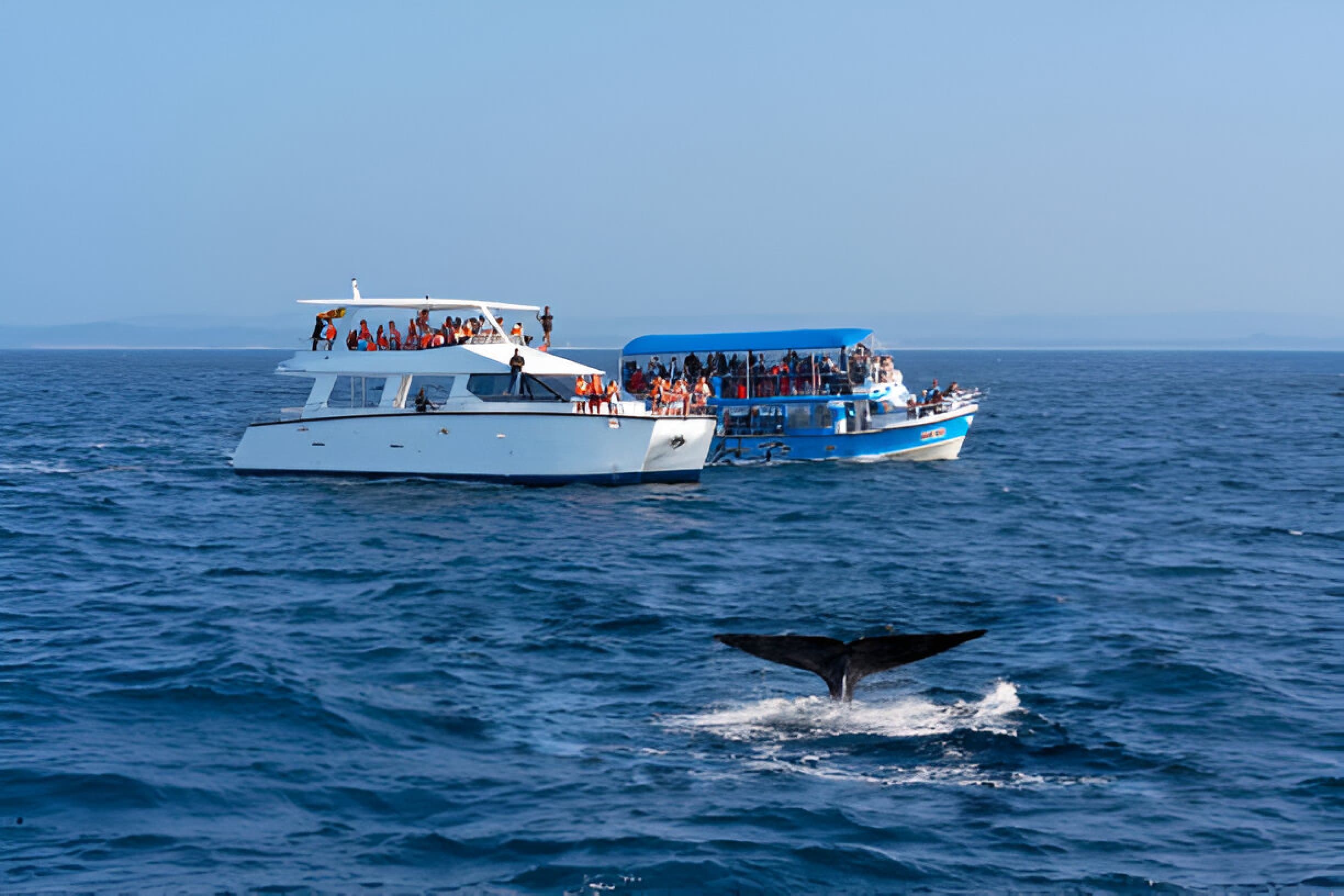 whales watching in mirissa sri lanka